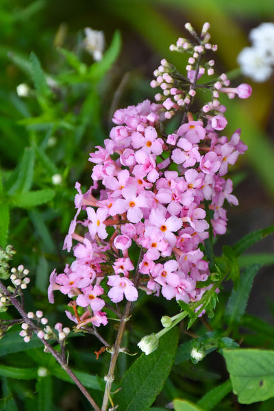 Butterfly-Bush, Pink Cascade