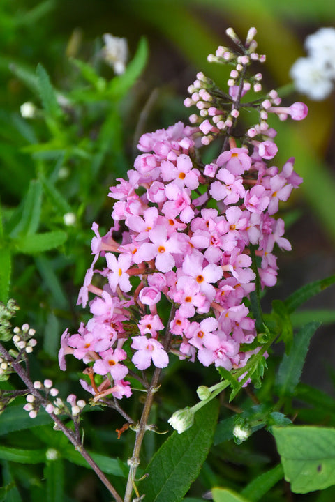 Butterfly-Bush, Pink Cascade