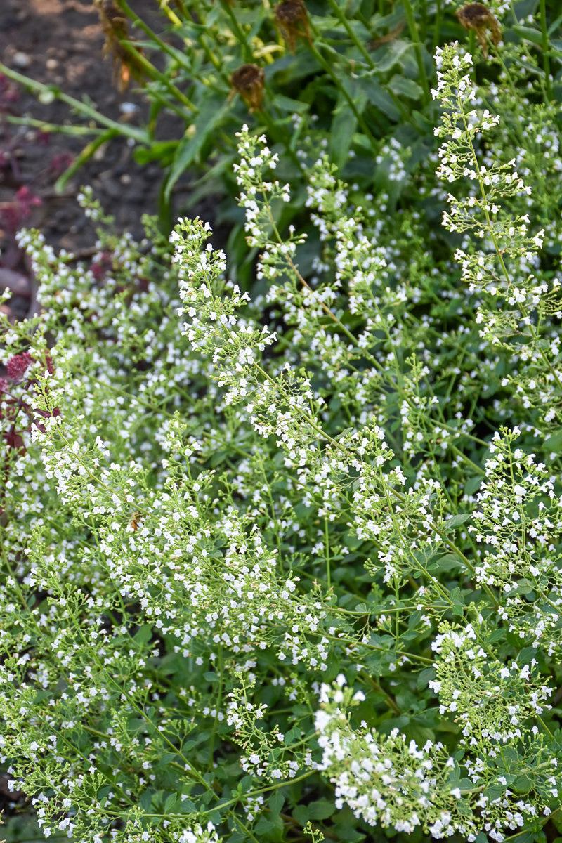 Calamint, White Cloud