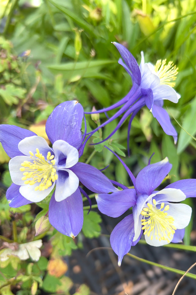 Columbine, Earlybird Blue & White