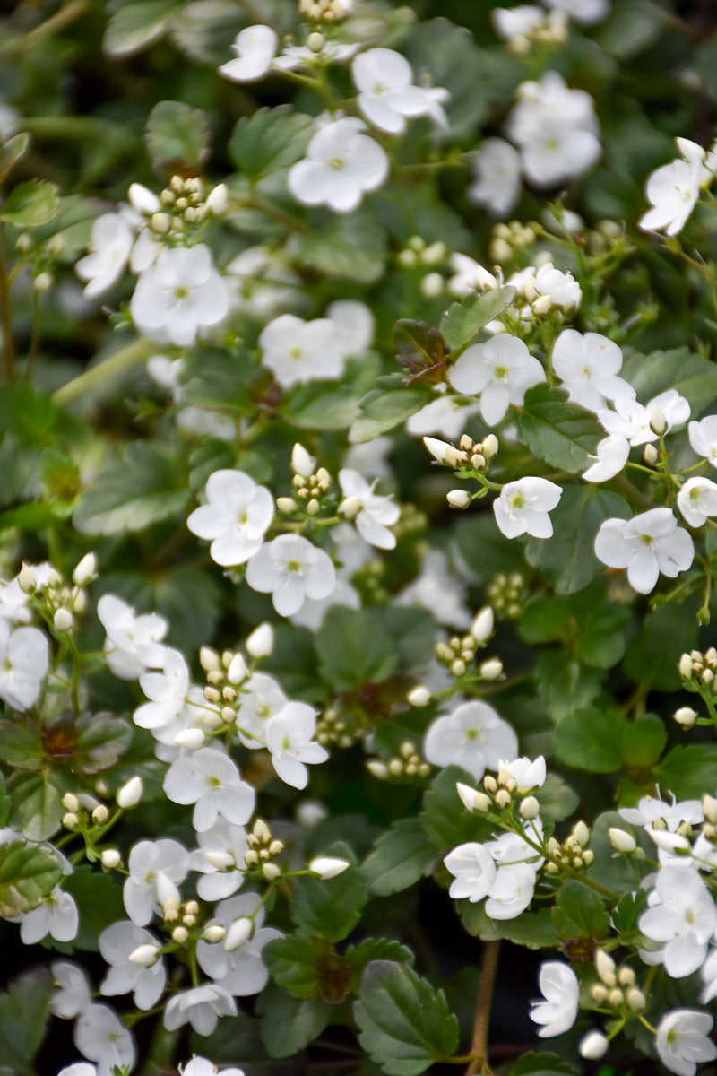 Veronica, Whitewater