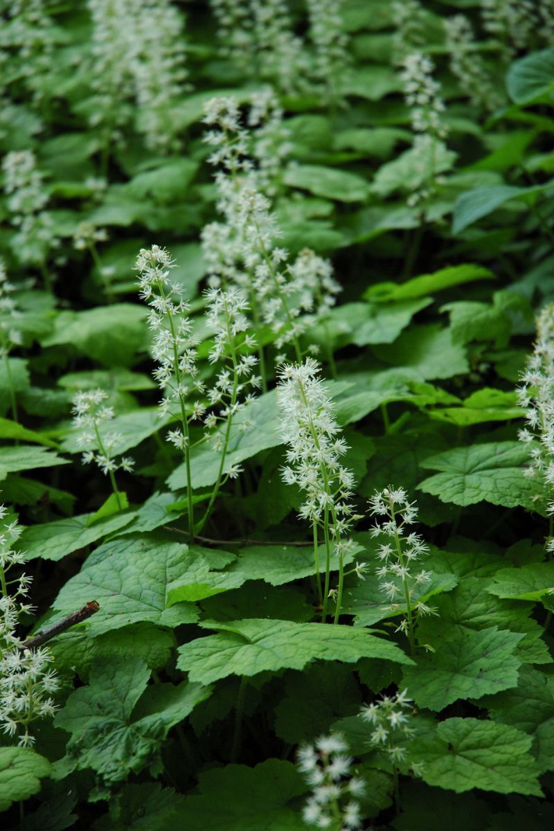Foamflower, Heartleafed