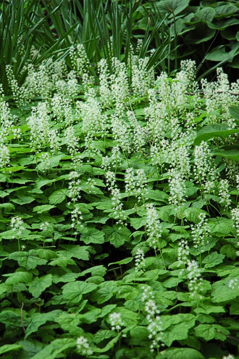 Foamflower, Heartleafed