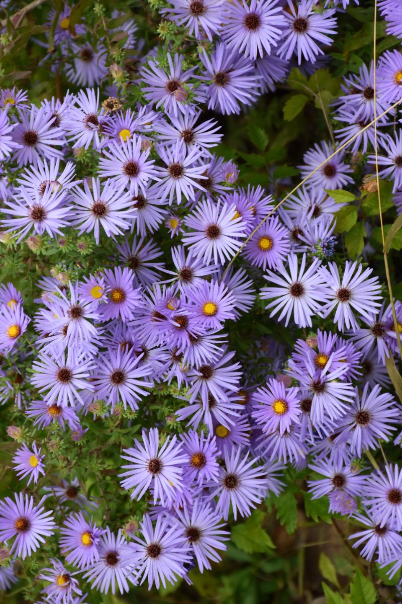 Aster, October Skies