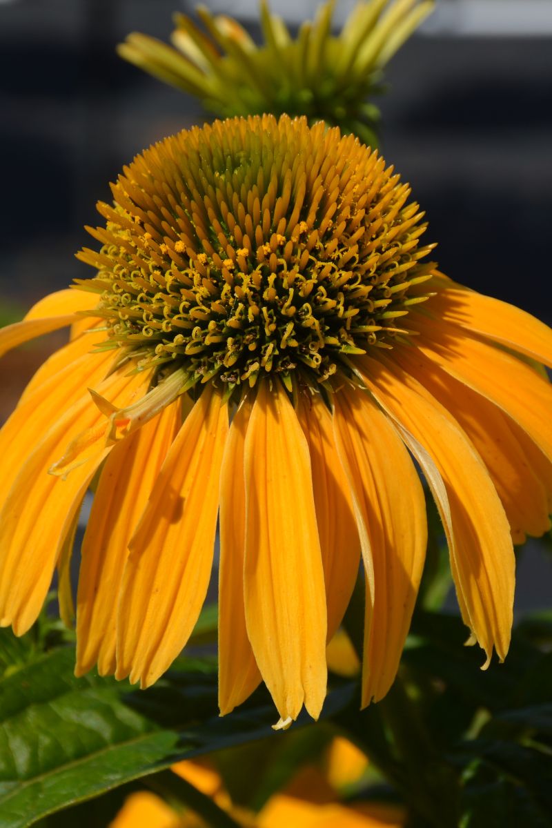 Coneflower, Pollynation Yellow