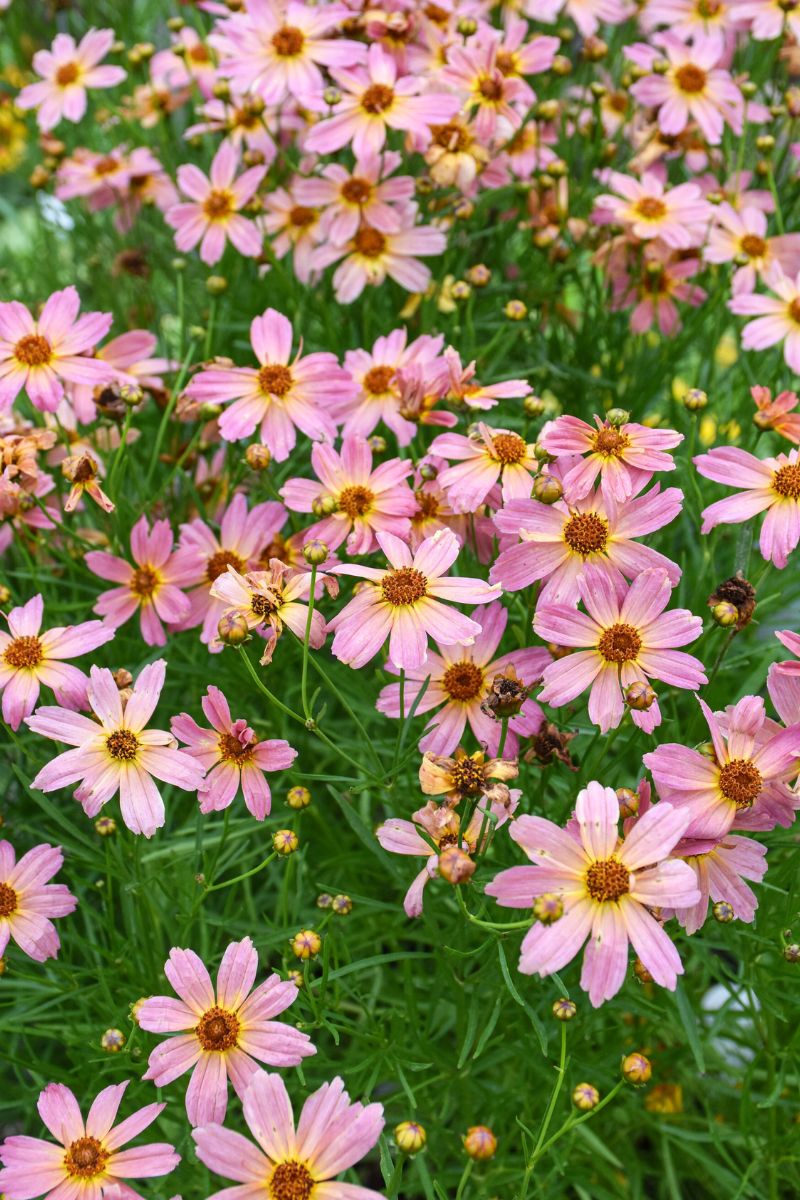 Coreopsis, Shade of Rose