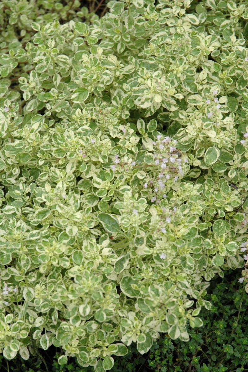 Thyme, Lemon Frost