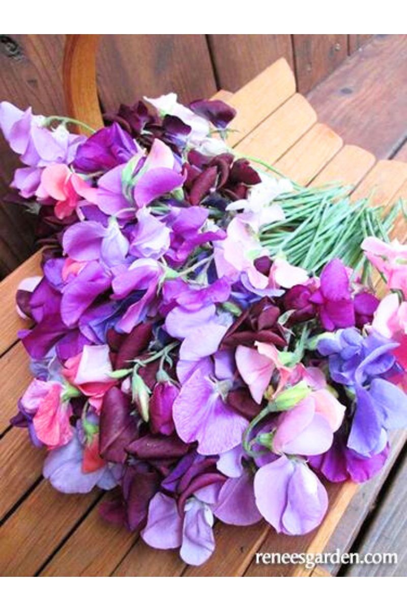 Renee's Garden Heirloom Sweet Peas Perfume Delight  Seeds