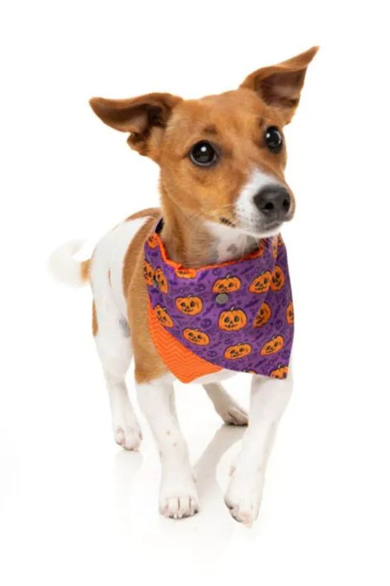 Fuzzyard Jack Jack Jackie Lantern Bandana Small Purple