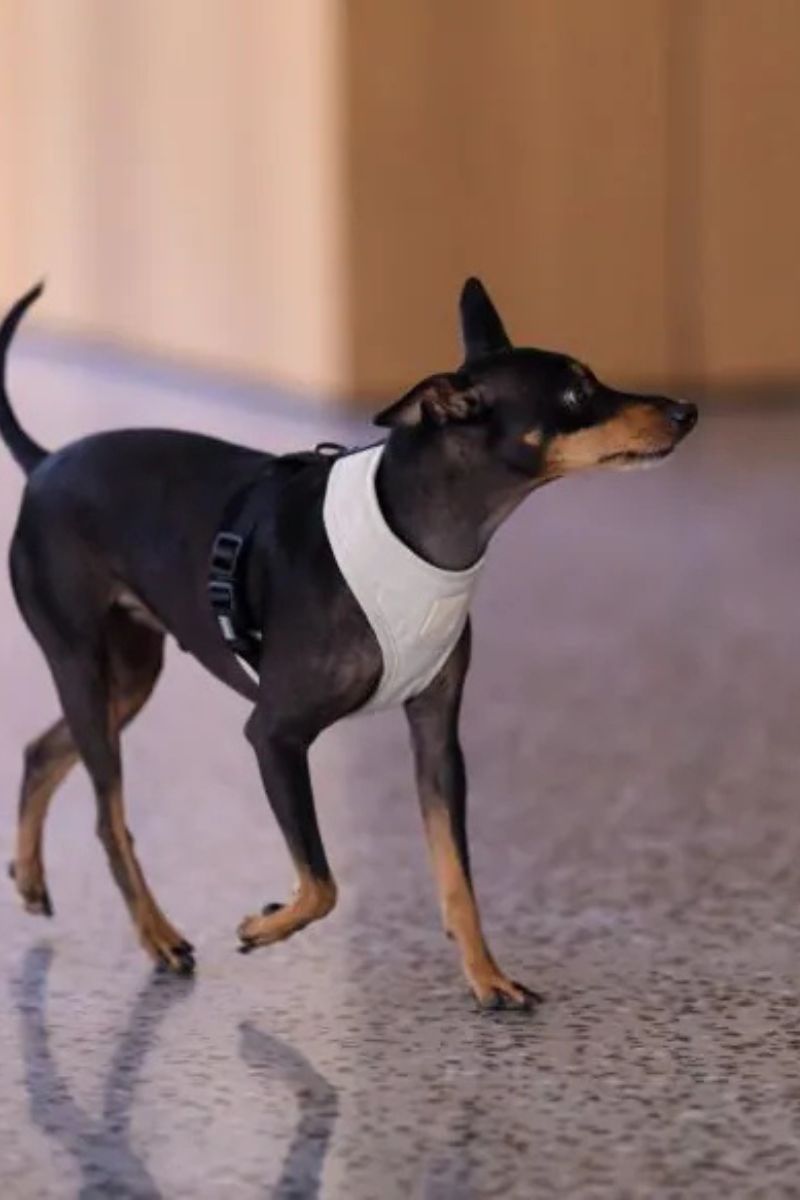 FuzzYard Life Harness Medium Sandstone