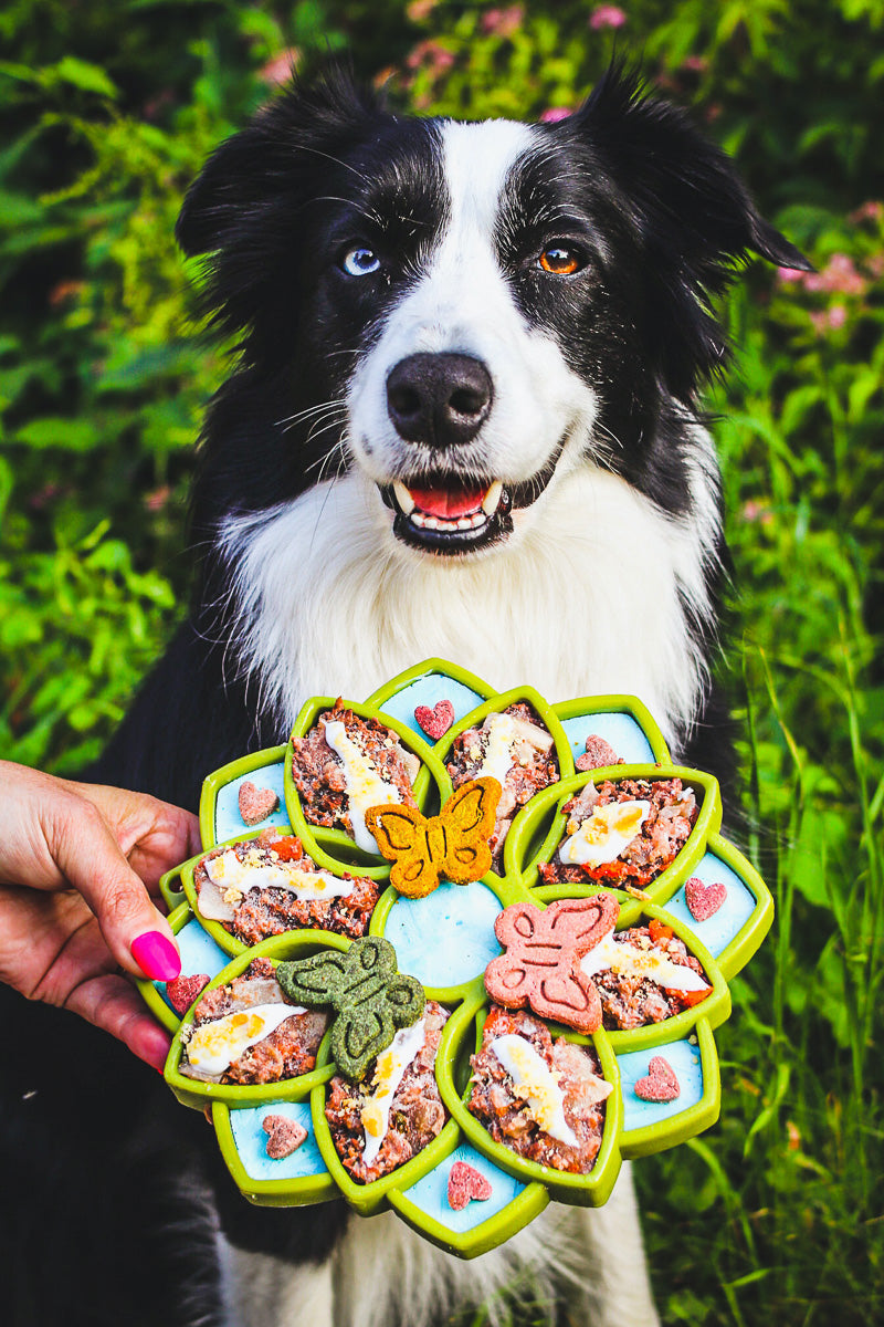 SodaPup Mandala Feeder Pink