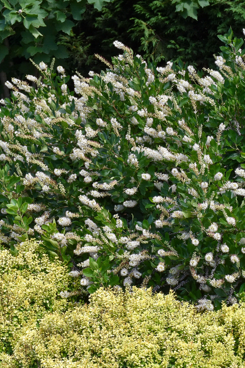 Clethera, Vanilla Spice 3G