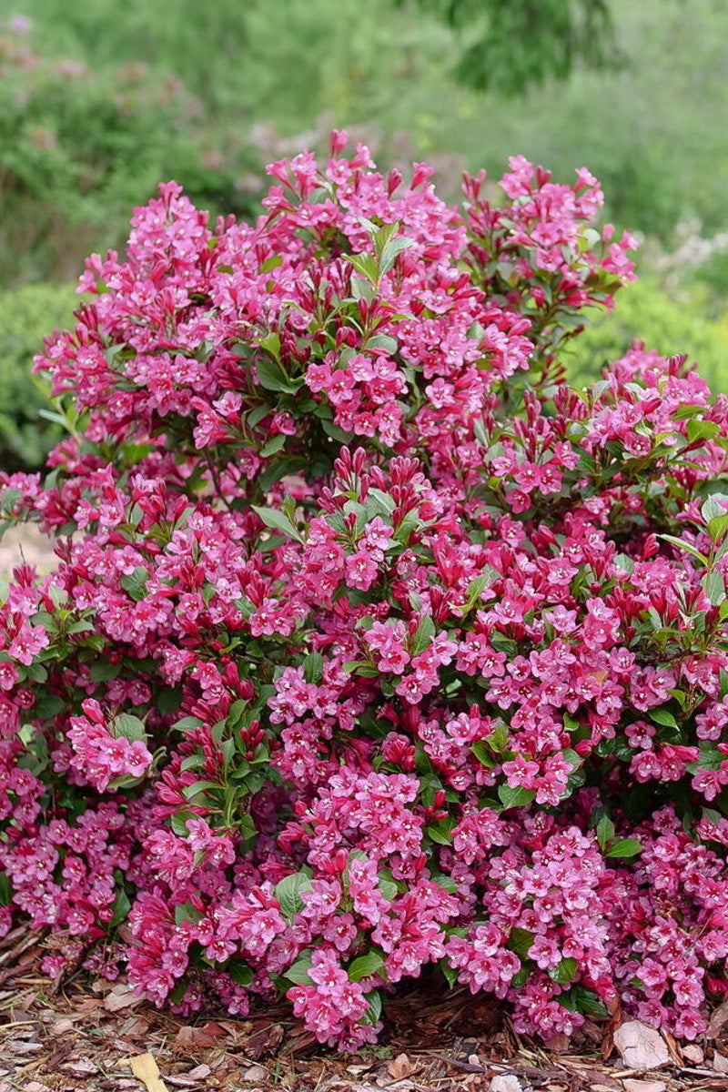 Weigela, Sonic Bloom Punch