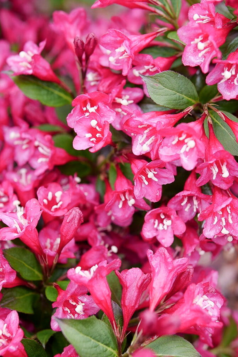 Weigela, Sonic Bloom Punch