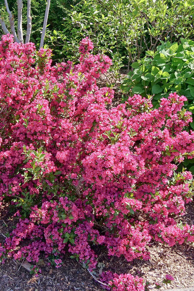 Weigela, Sonic Bloom Punch