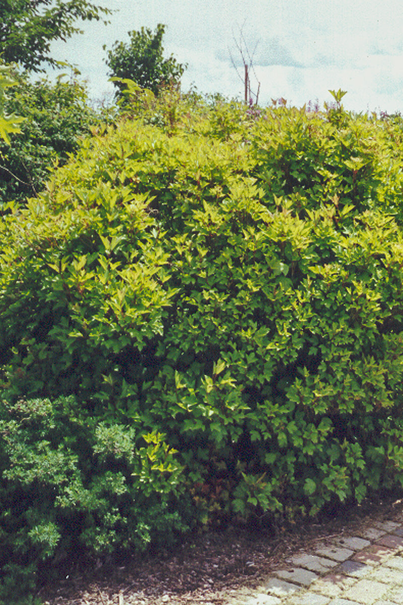 Viburnum, Cranberry Alfredo