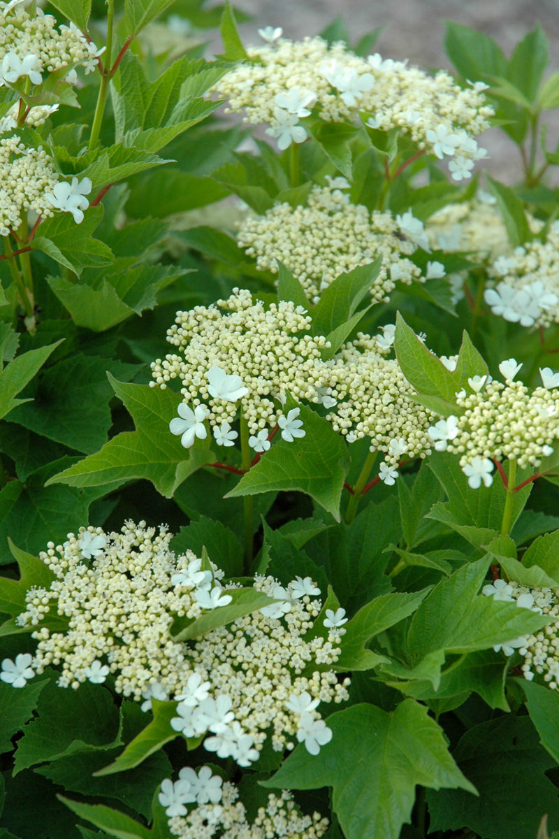 Viburnum, Cranberry Alfredo