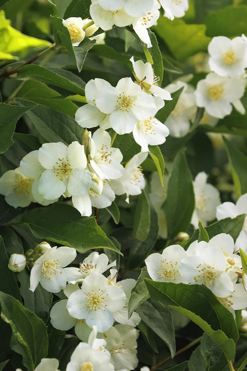 Mock Orange, Swan Lake
