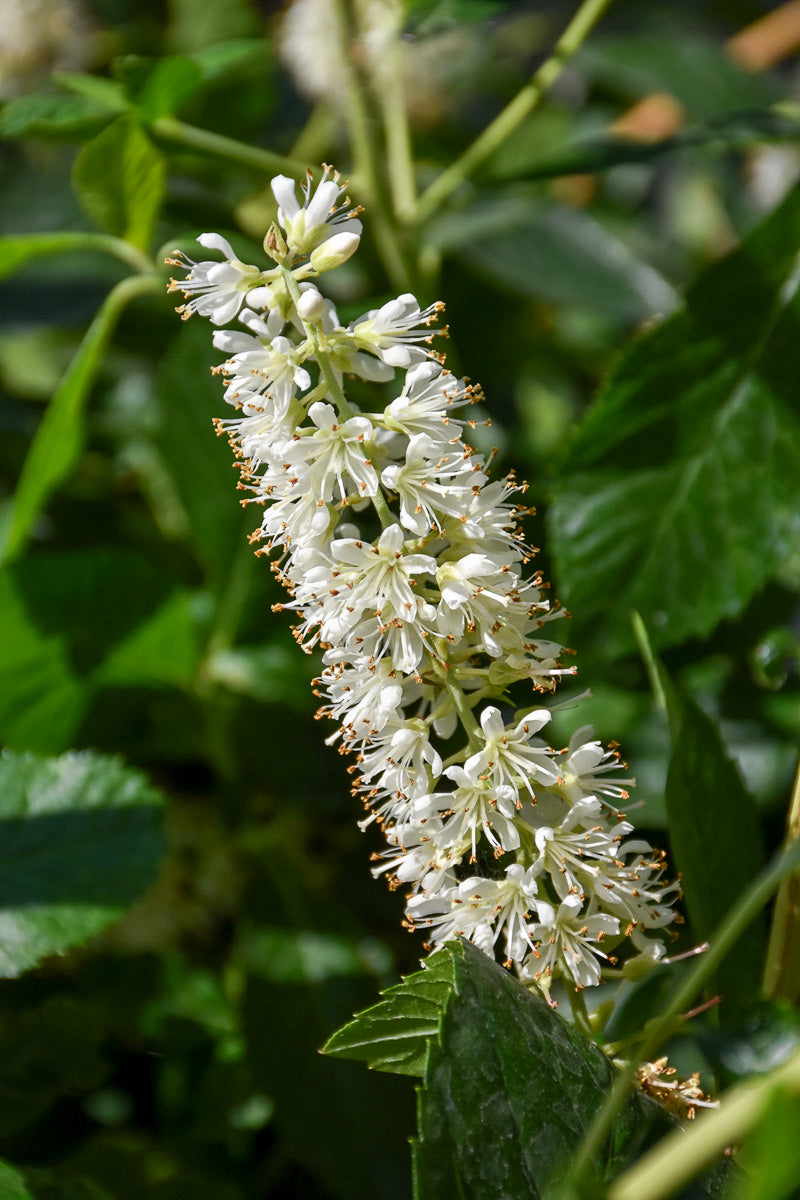 Clethera, Vanilla Spice 3G
