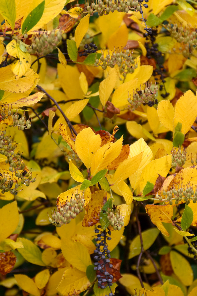 Clethera, Vanilla Spice 3G