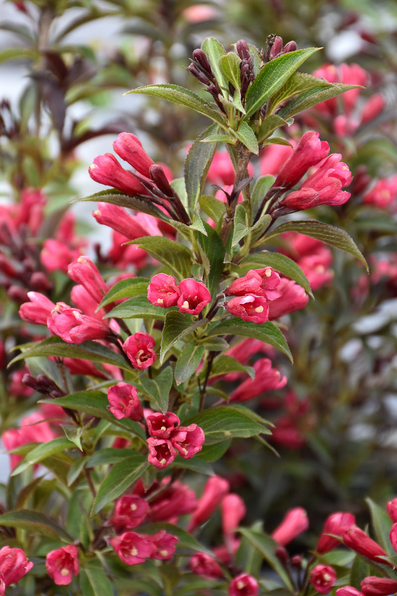 Weigela, Electric Love