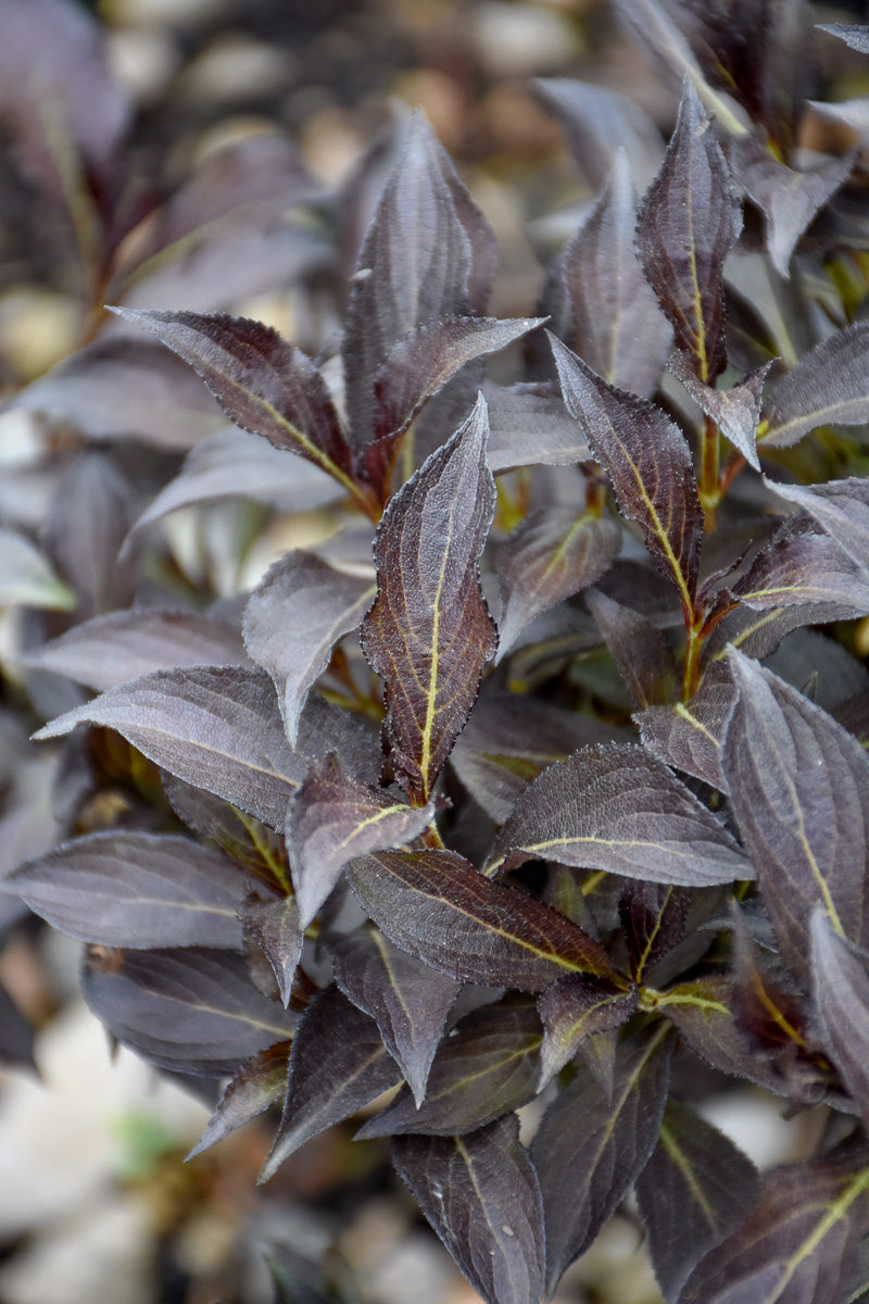 Weigela, Electric Love