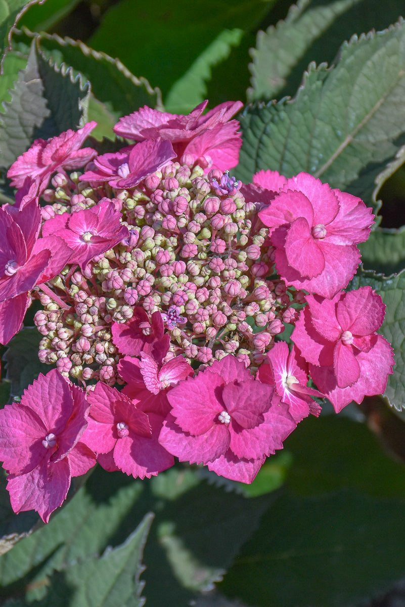 Hydrangea, Tuff Stuff Top Fun