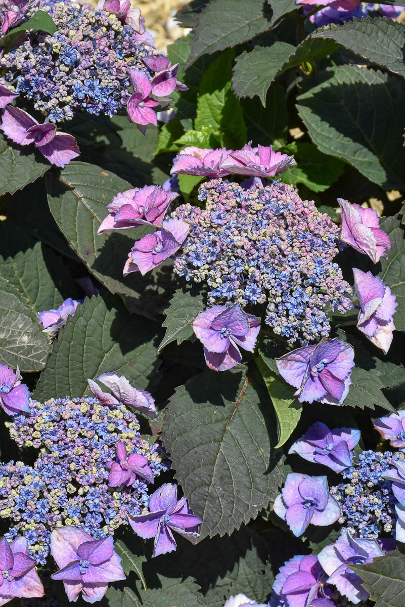 Hydrangea, Tuff Stuff Top Fun