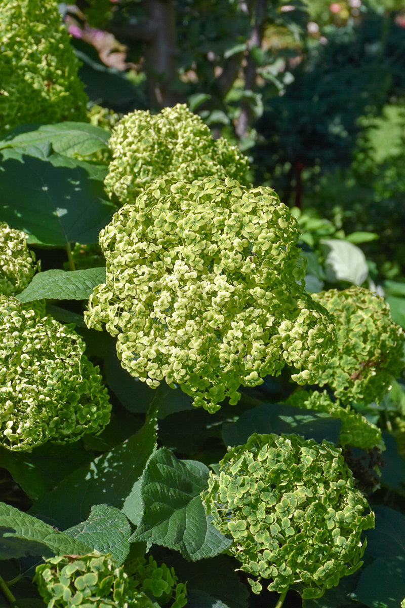 Hydrangea, Invincibelle Sublime