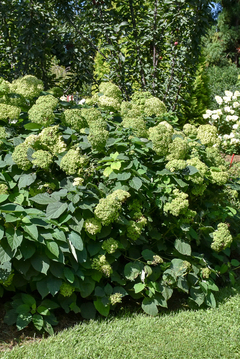 Hydrangea, Invincibelle Sublime