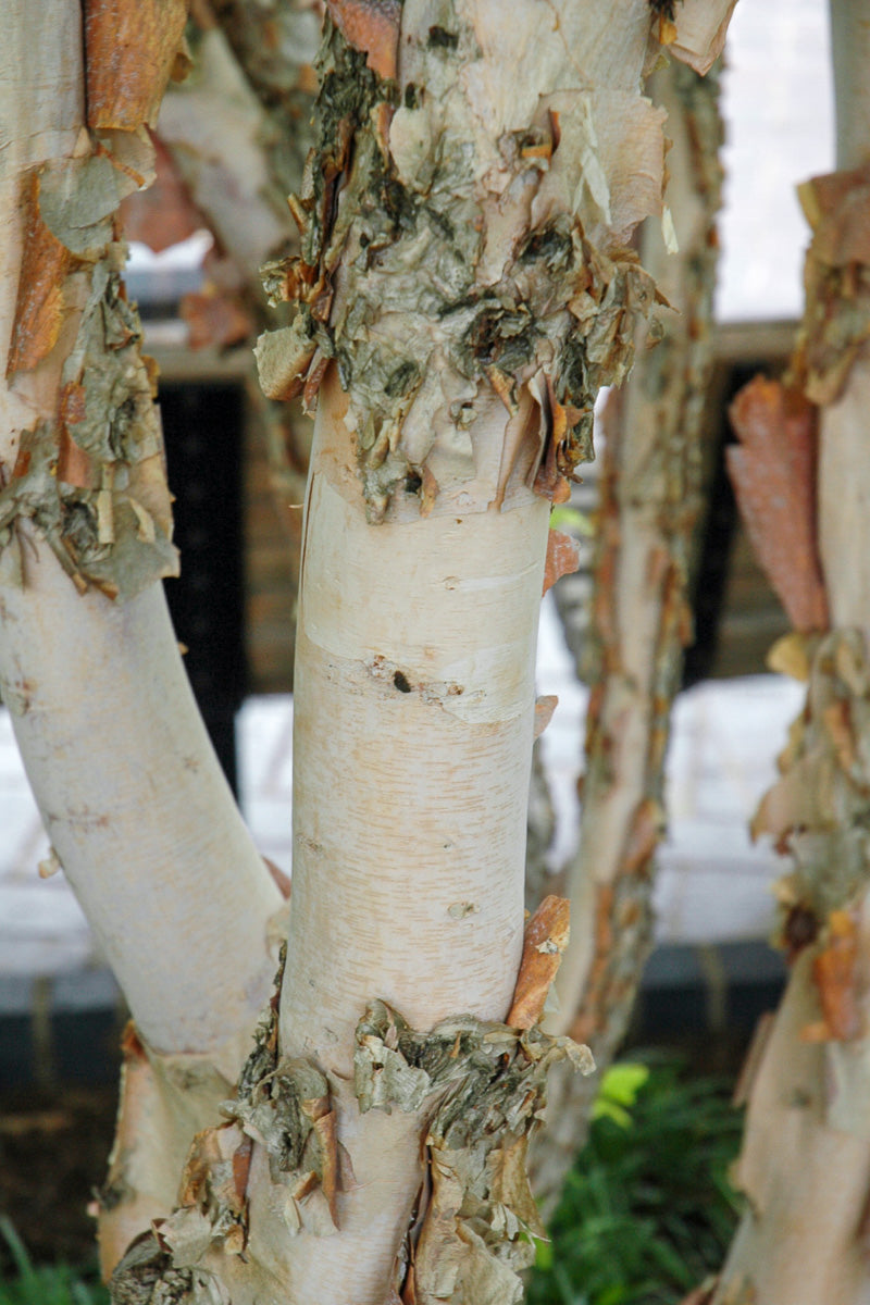 Birch, River Fox Valley