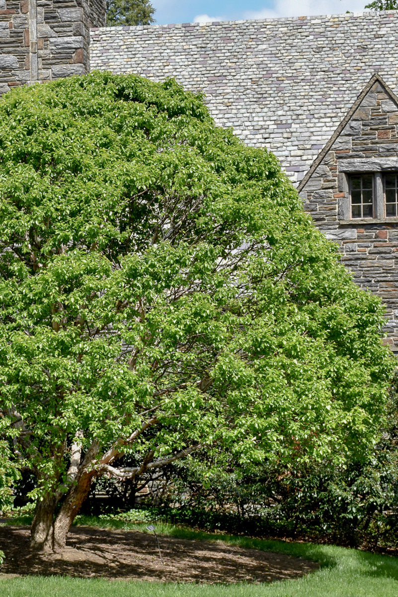 Birch, River Fox Valley