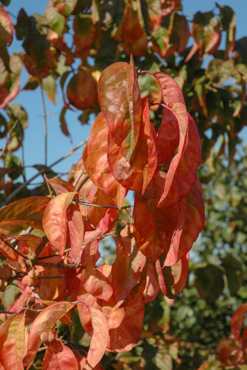 Euonymus Eastern Wahoo