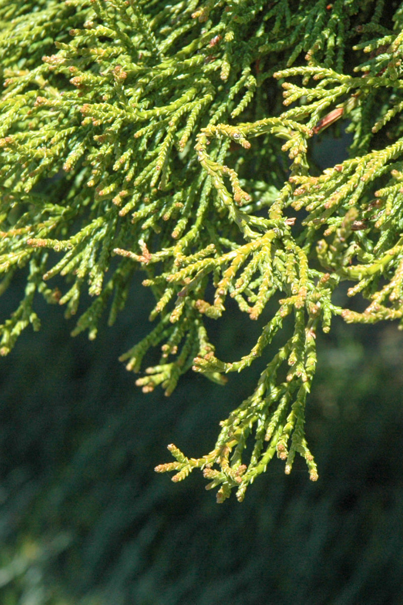 False Cypress, Coral Branched