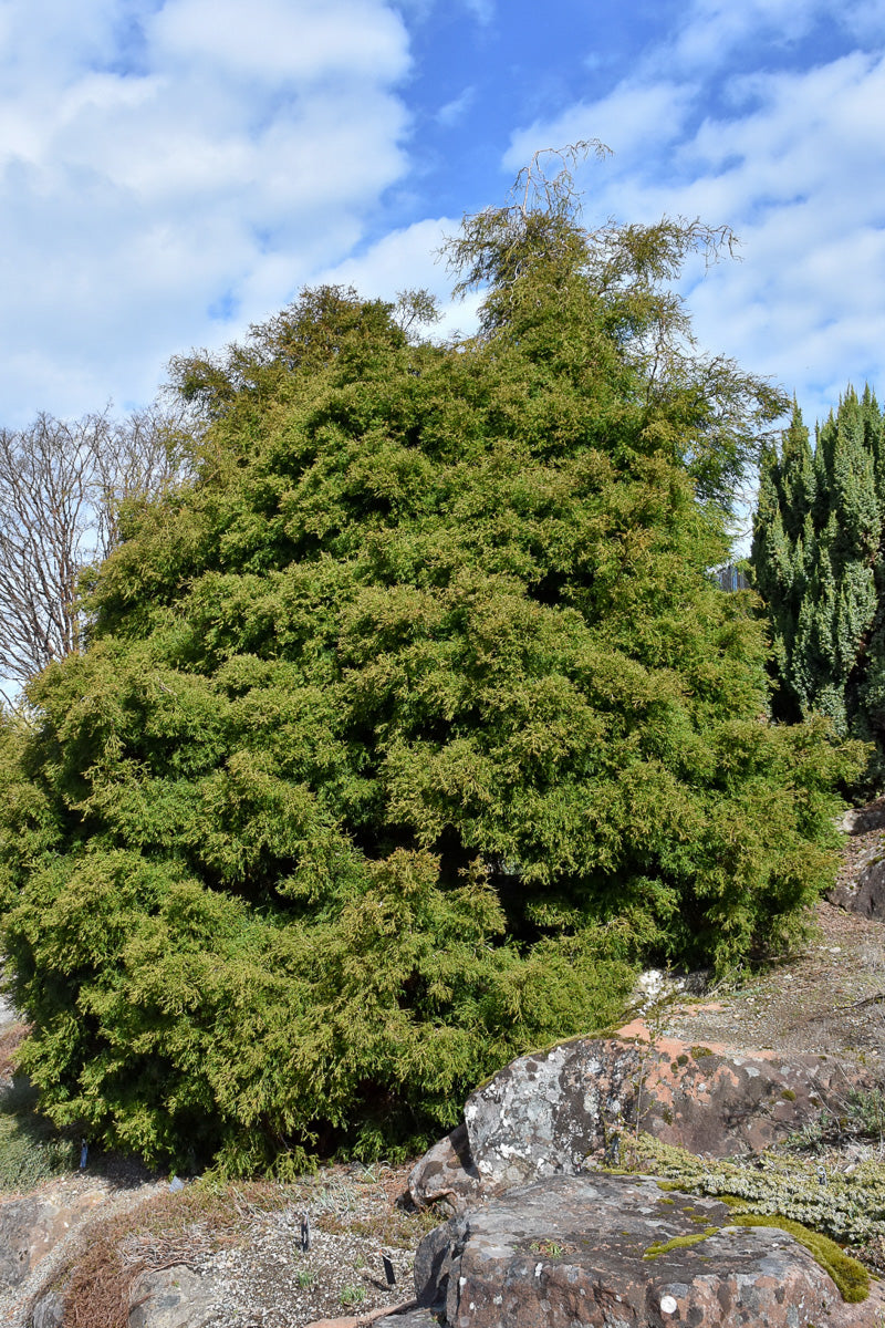False Cypress, Coral Branched
