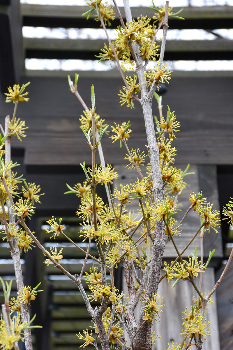 Dogwood, Saffron Sentinel – Chalet