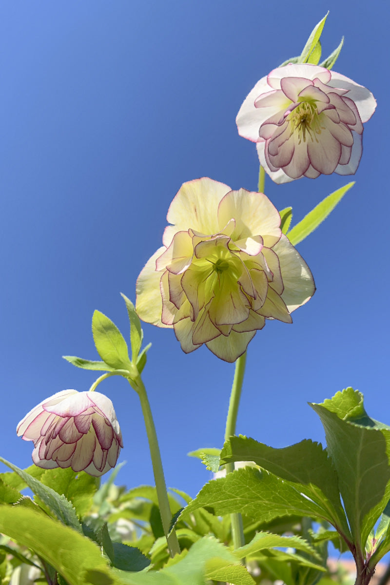 Lenten Rose, Picotee Pearl