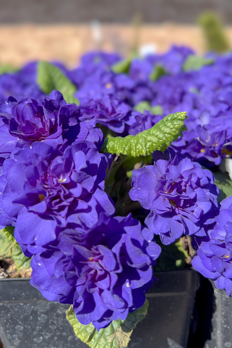 Primrose, Belarina Cobalt Blue