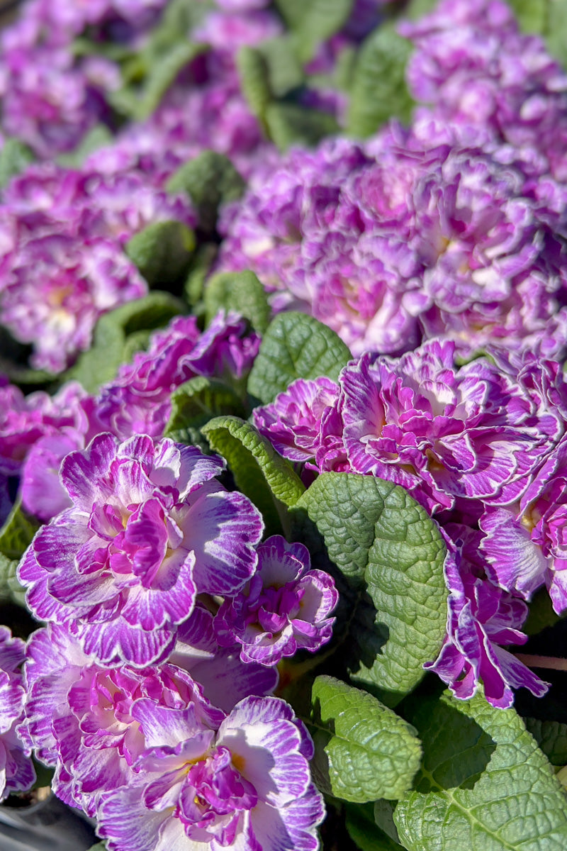 Primrose, Belarina Lively Lilac