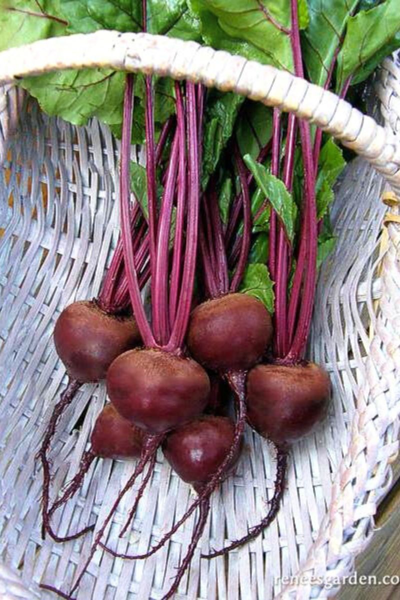 Renee's Garden Dutch Beets Red Barron Organic Seeds