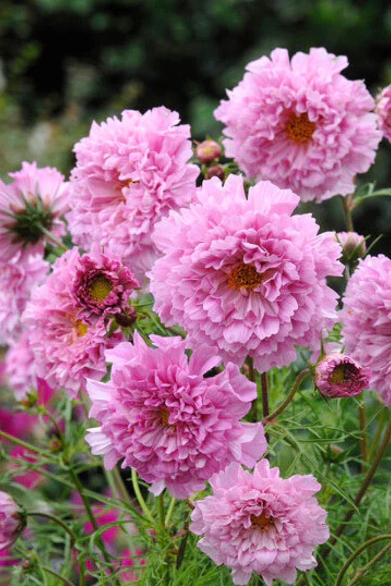 Renee's Garden Double Butterfly Cosmos Roise Bon bon Seeds