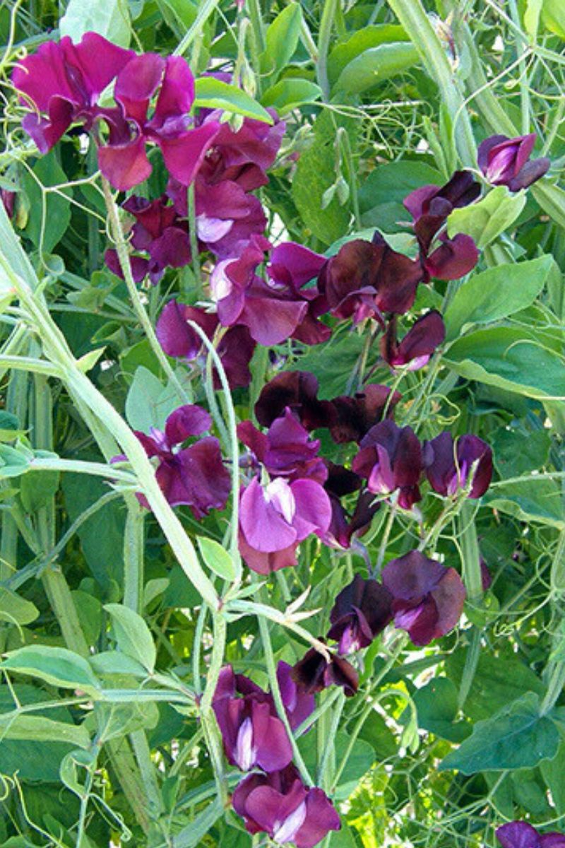 Renee's Garden Fragrant Sweet Peas Zinfandel Seeds