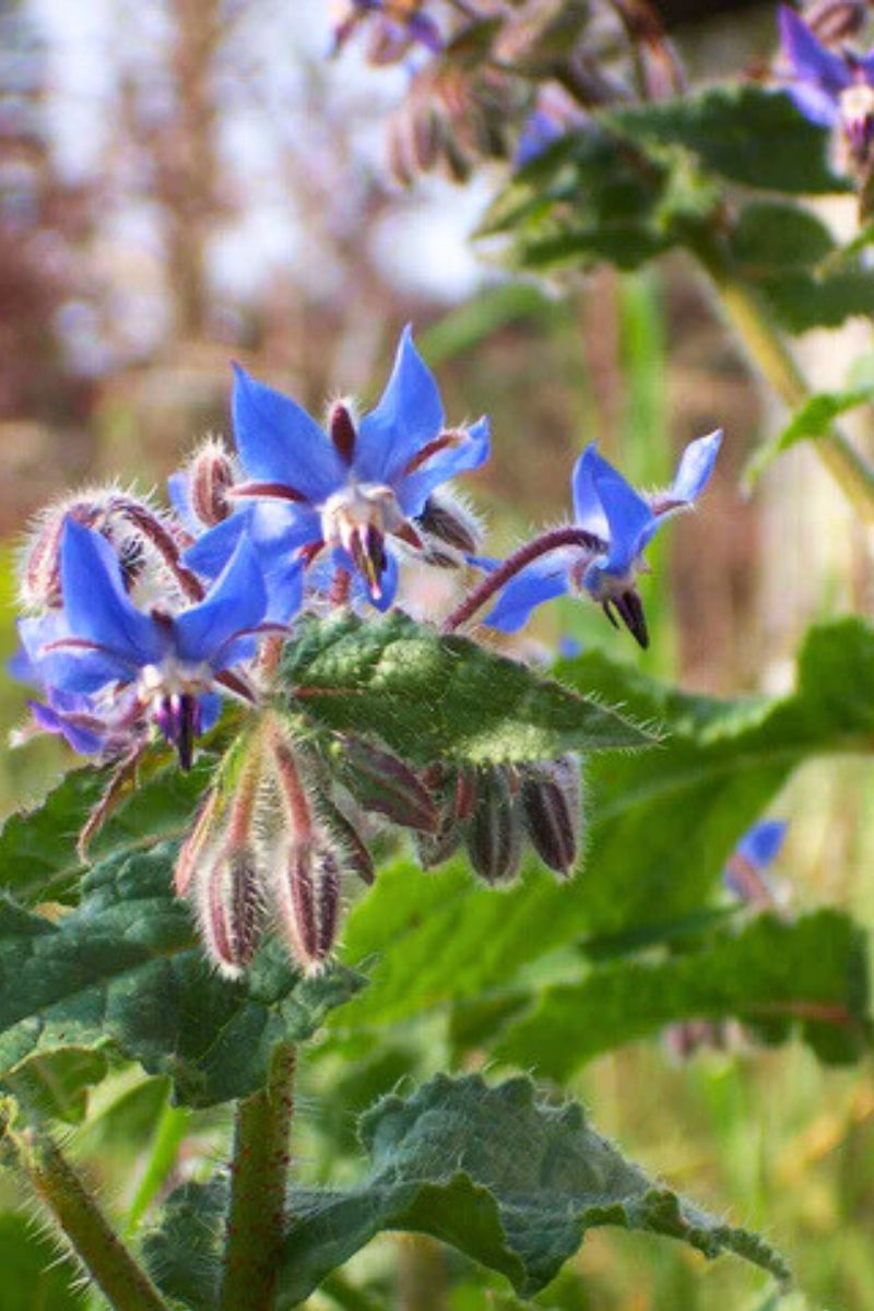 Renee's Garden Kitchen Herbs Blue Borage Seeds