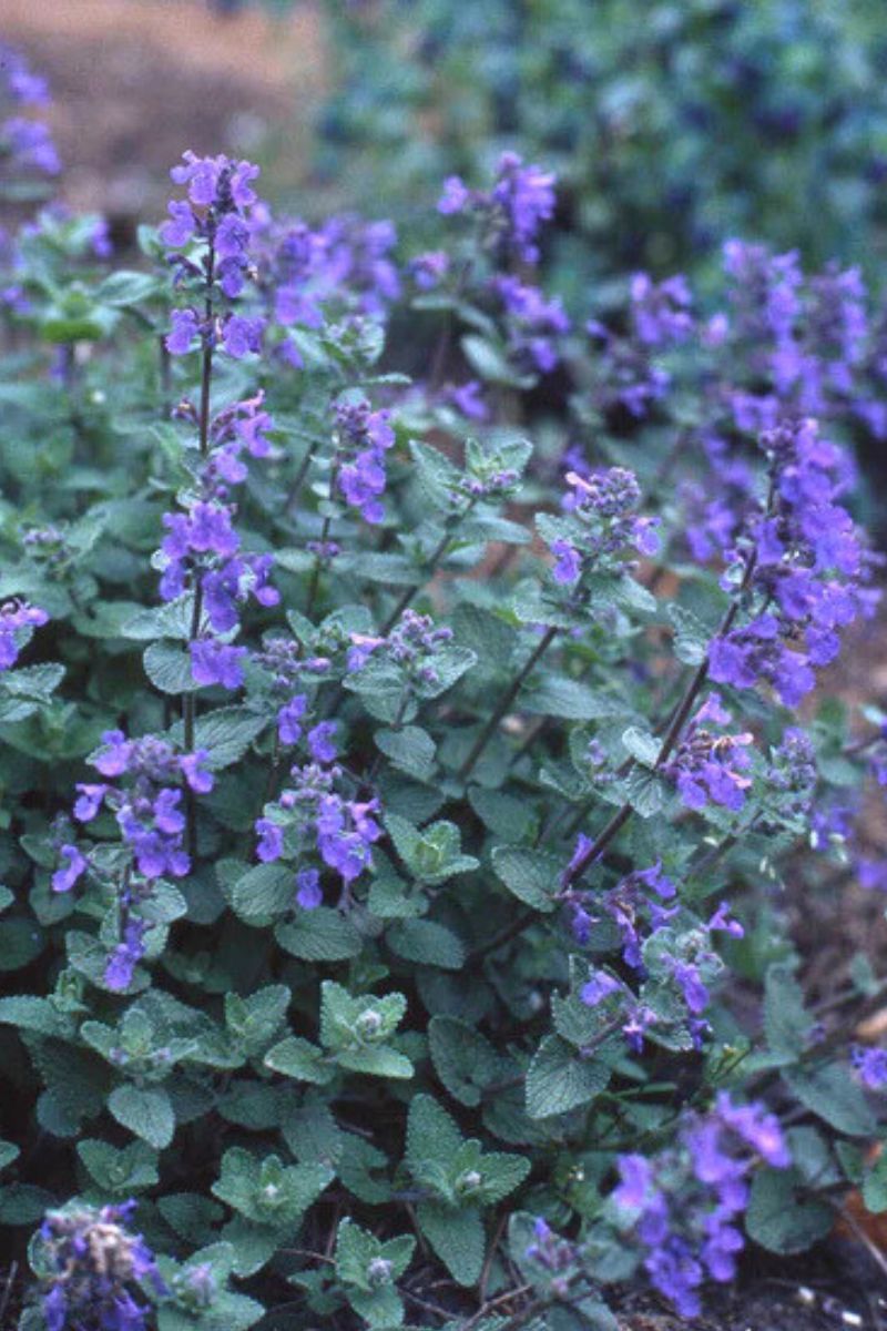 Renee's Garden Landscaping Herbs Catmint Seeds