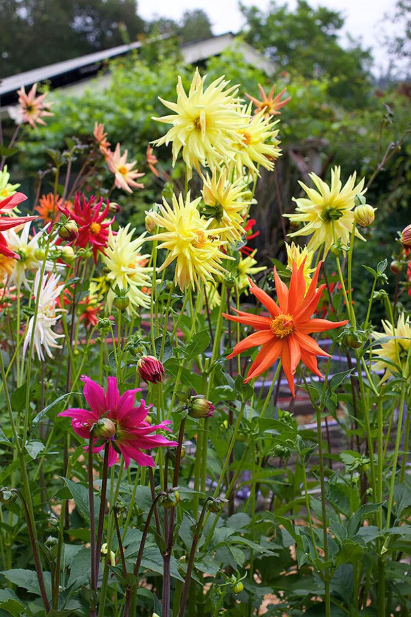 renee's garden seeds where to buy Renee's Garden Pollinator Dahlias 'Summer Fireworks' Seeds