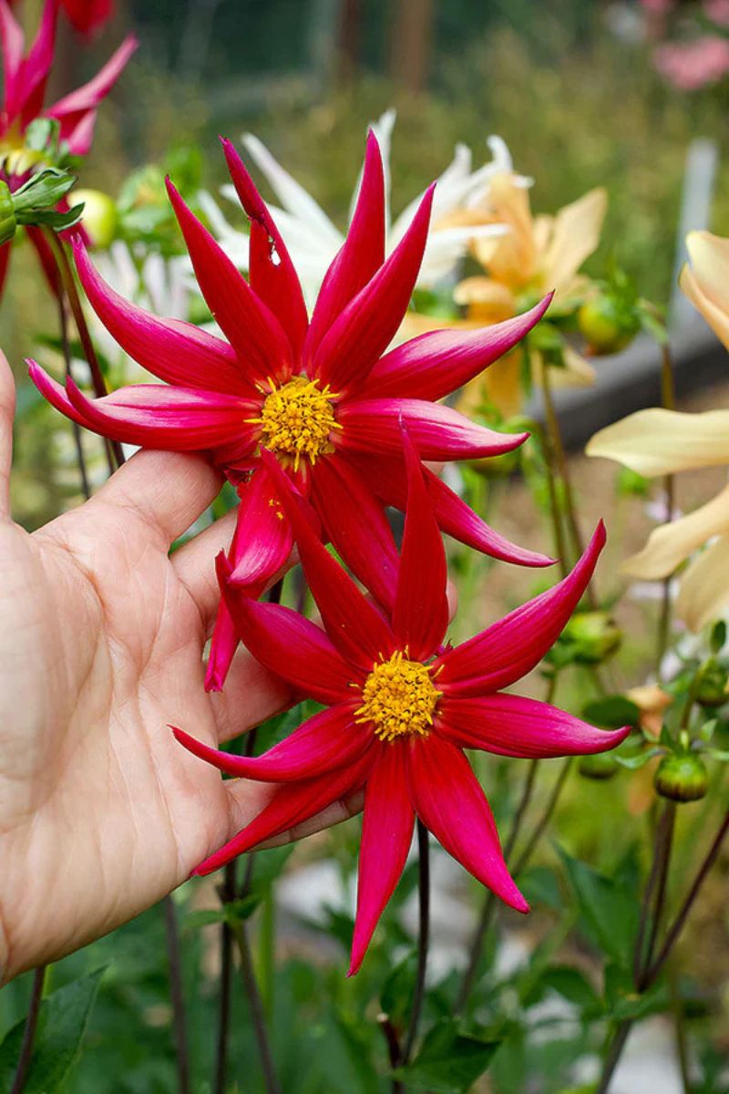 seeds renee's garden Renee's Garden Pollinator Dahlias 'Summer Fireworks' Seeds