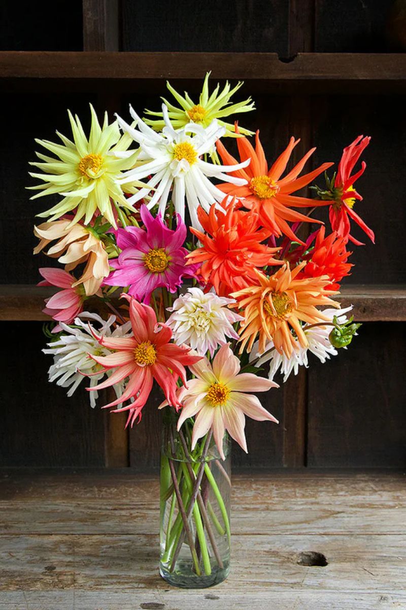 renee's garden flower seeds Renee's Garden Pollinator Dahlias 'Summer Fireworks' Seeds – Chalet