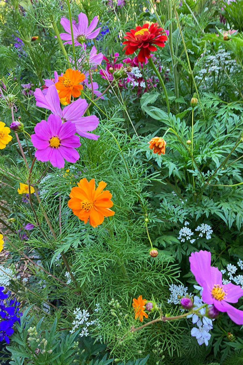 Renee's Garden Pollinator Favorites Monarch Butterfly Flowers Mix Seeds