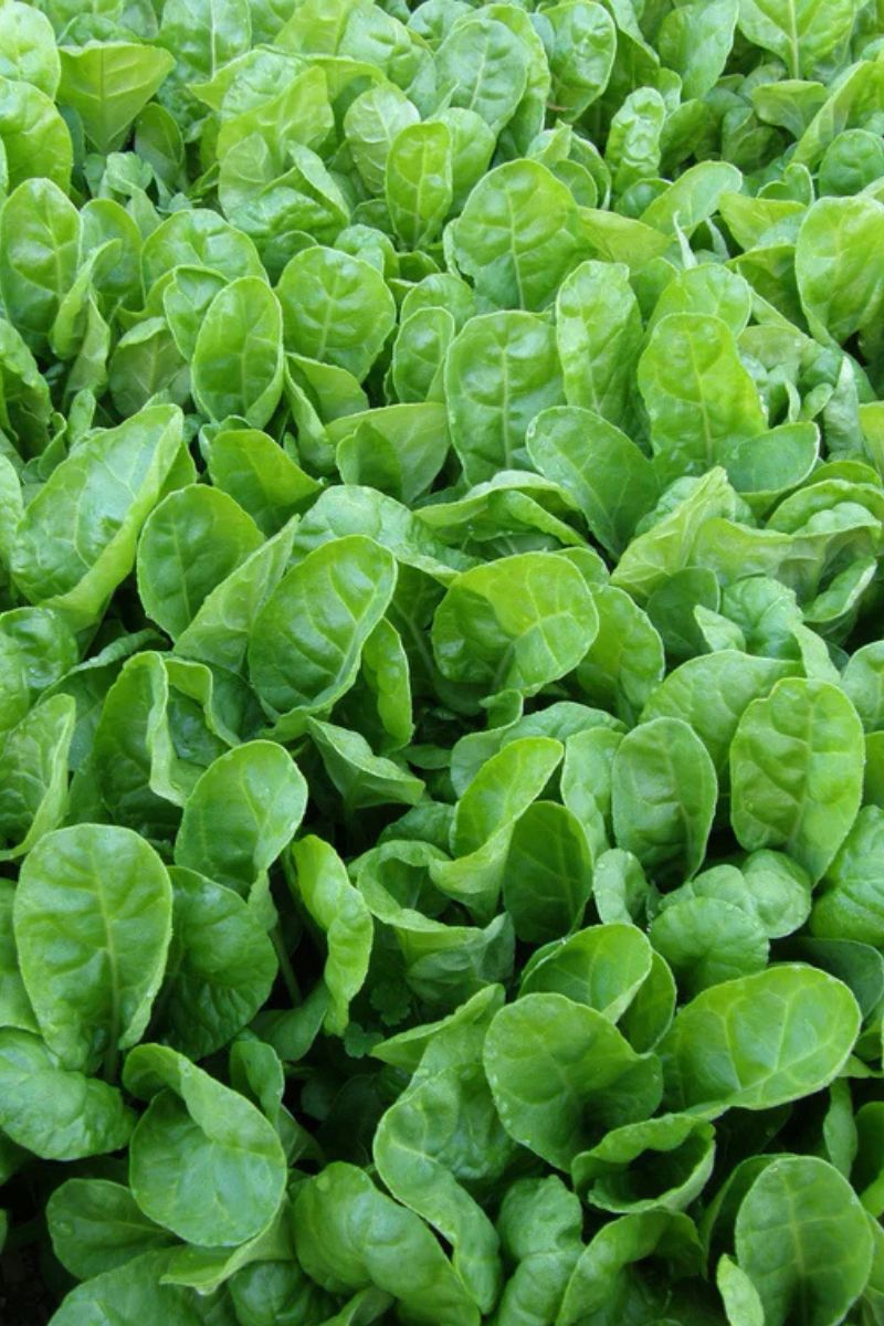 Renee's Garden Tender Chard Special Baby Leaf Seeds