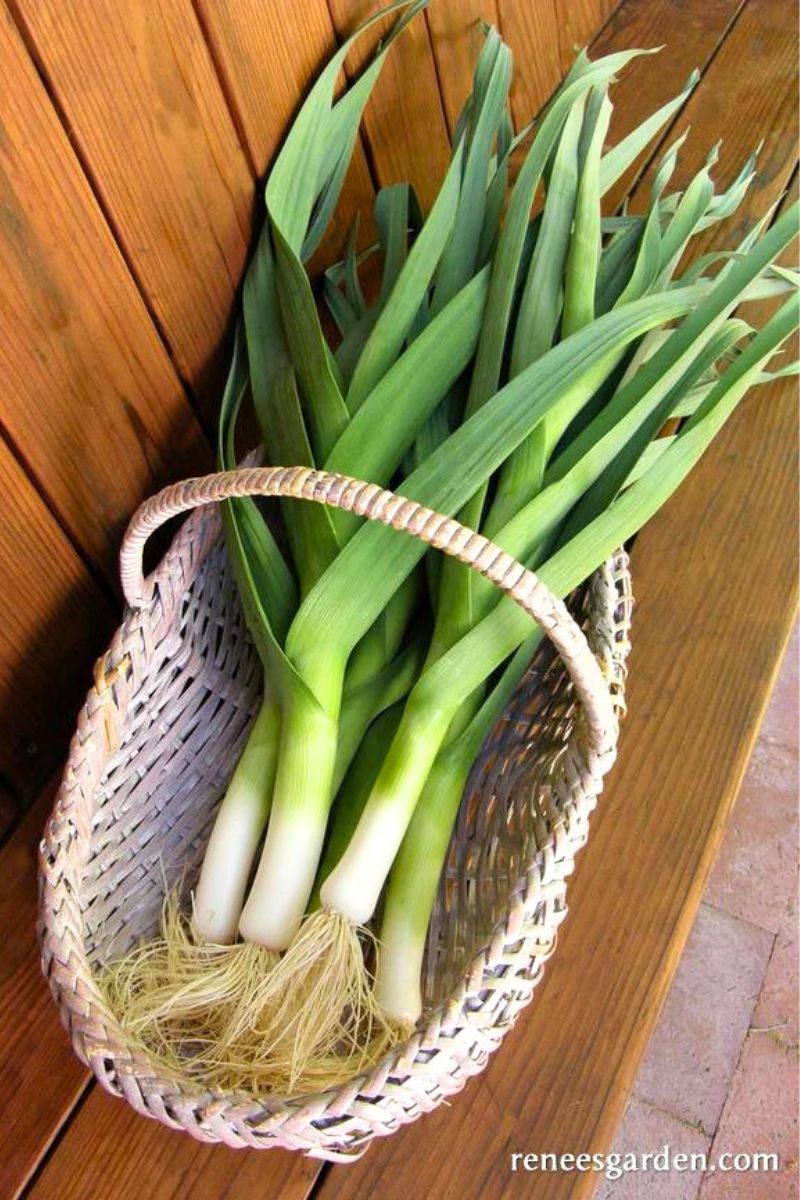 Renee's Garden German Leeks Striesen Organic Seeds